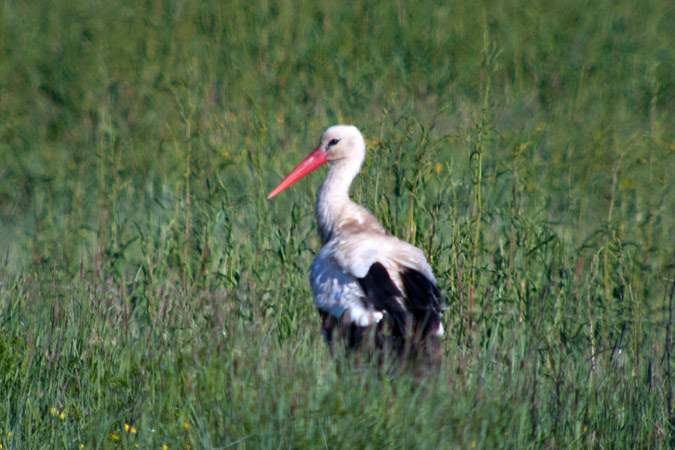 Cigonya (Ciconia ciconia)