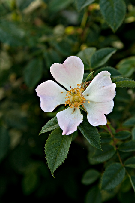 Estepa negra (Cistus monspeliensis)