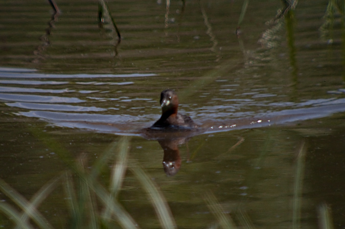 Cabusset (Tachybaptus ruficollis)