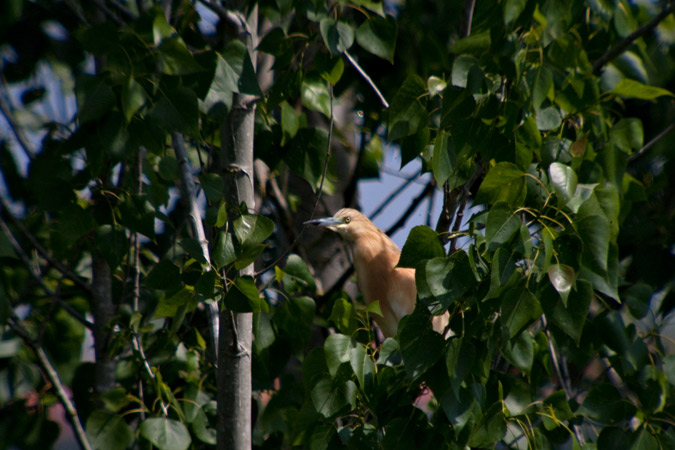 Martinet ros (Ardeola ralloides)