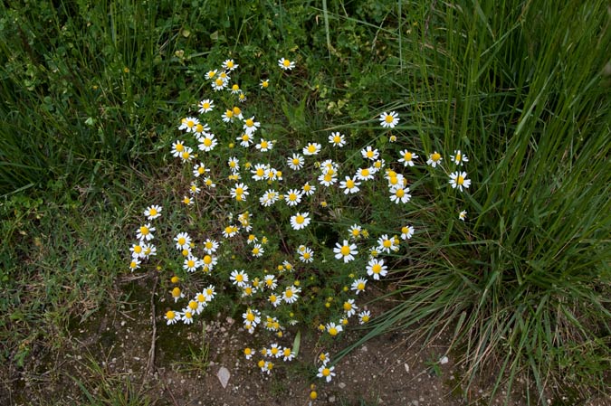 Margarides ( Bellis annua) 1de2