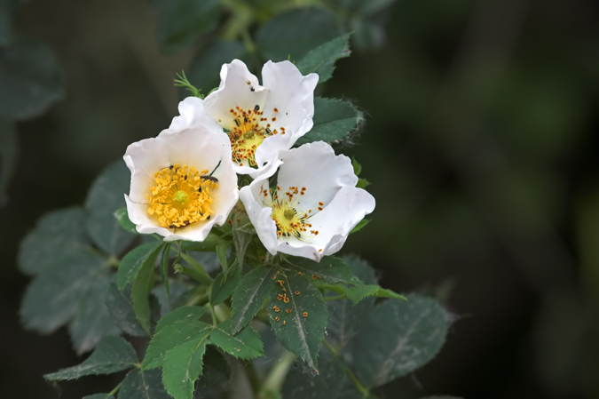 Estepa de muntanya (Cistus laurifolius)