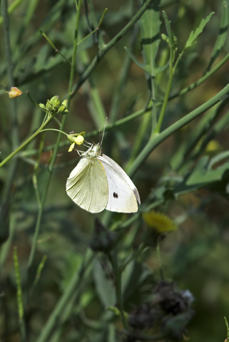 Pieris rapae?