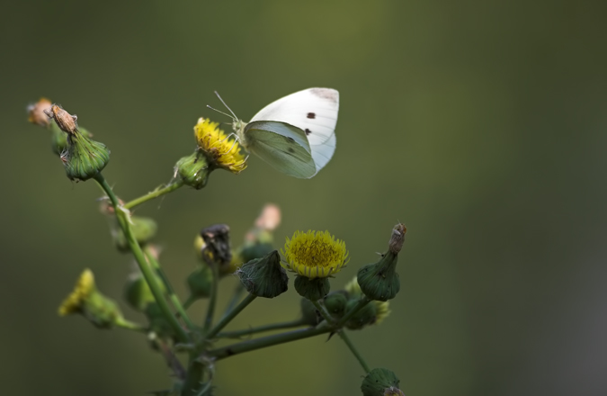 Pieris rapae?