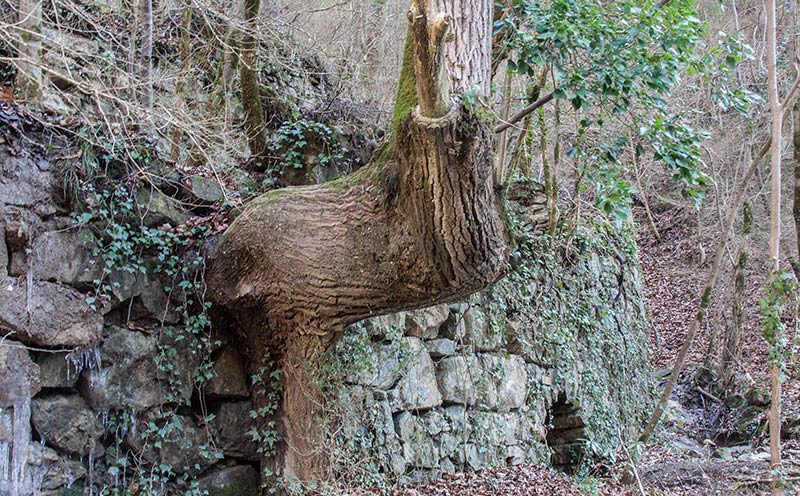 El Molí del Mir.( El que queda )