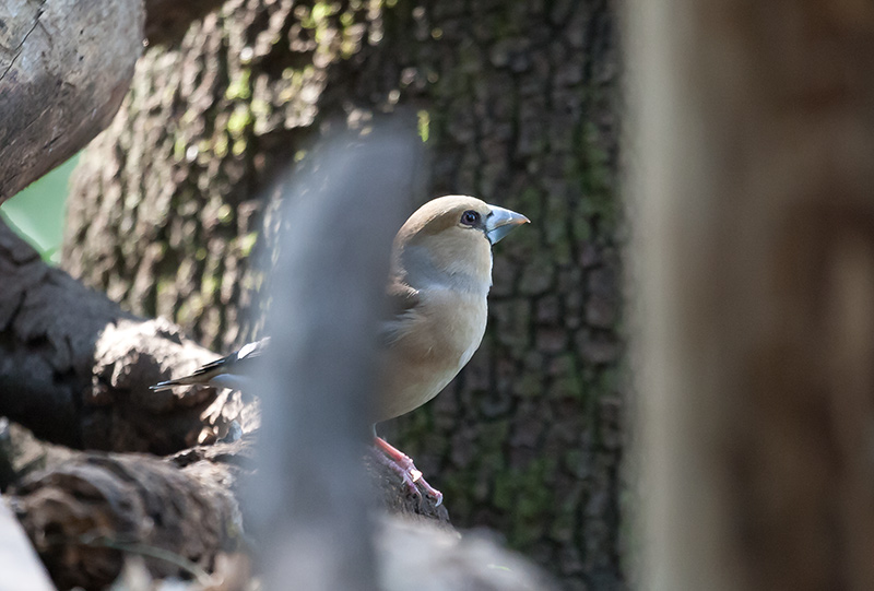 Durbec (Coccothraustes coccothraustes)