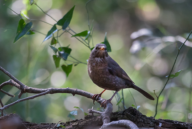 Merla.Turdus merula