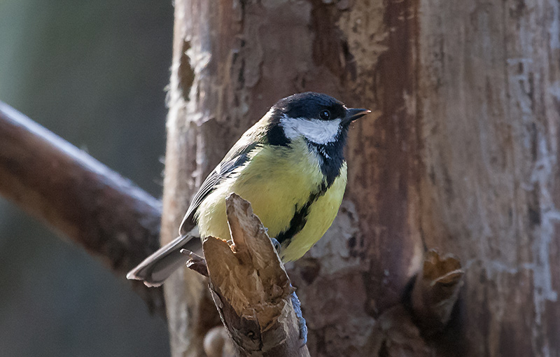 Mallerenga carbonera (Parus major)