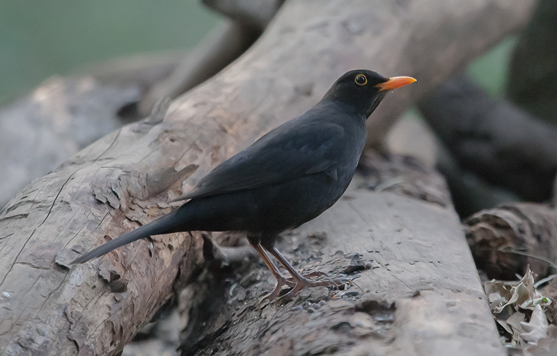 Merla (Turdus merula)