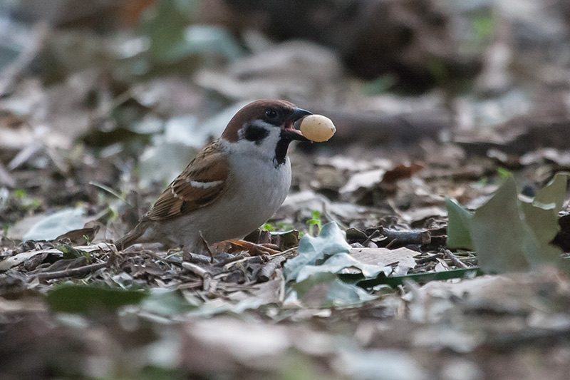 Pardal xarrec (Passer montanus)