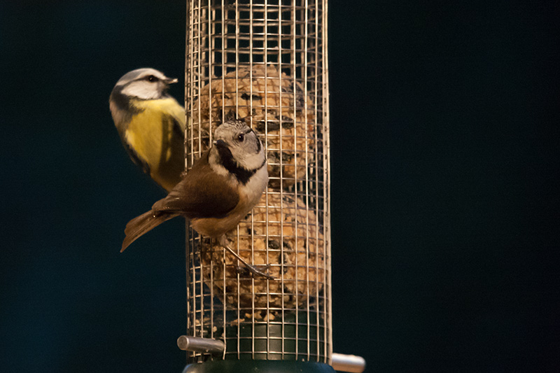 Mallerenga emplomallada (Parus cristatus), Mallarenga blava (Parus caeruleus)