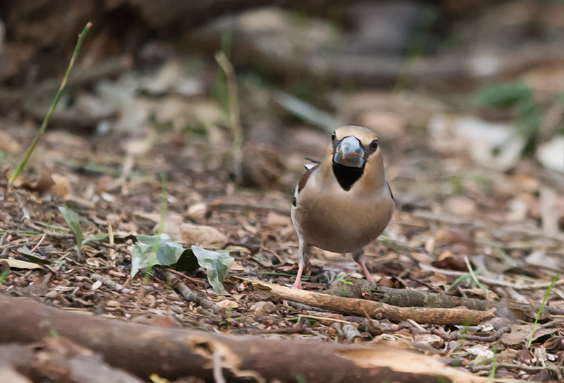 Durbec (Coccothraustes coccothraustes)