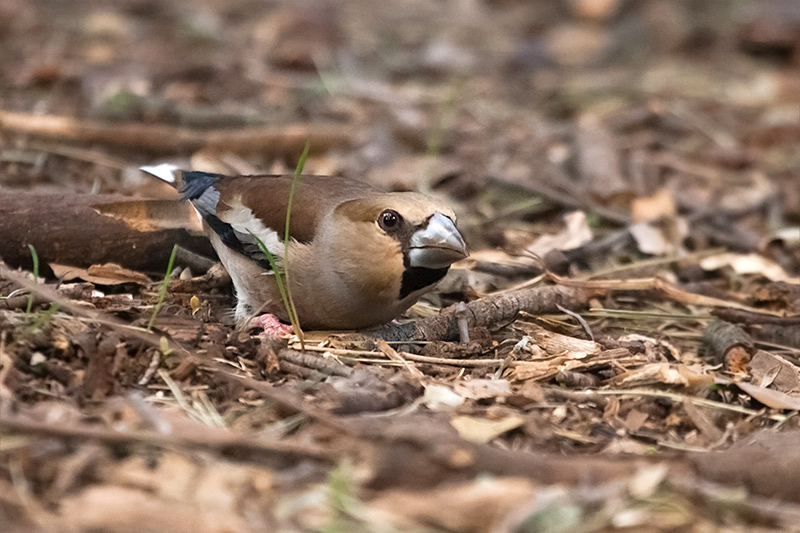 Durbec (Coccothraustes coccothraustes)