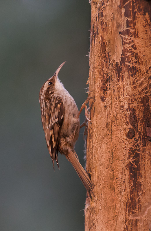 Raspinell comú (Certhia brachydactyla)