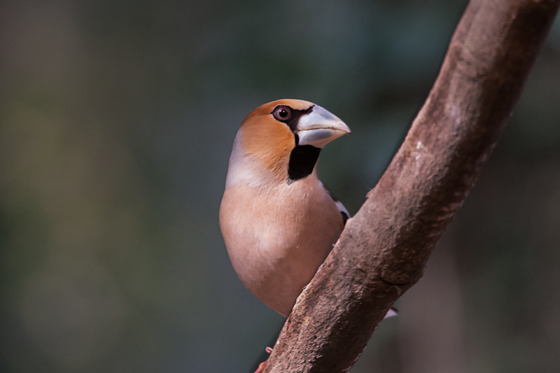 Durbec (Coccothraustes coccothraustes)