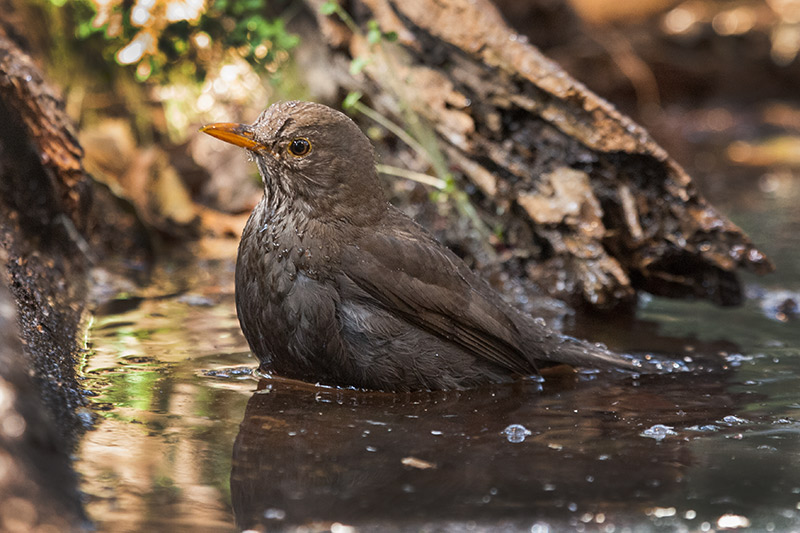 Merla (Turdus merula)