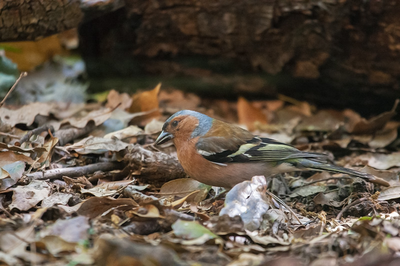 Pinsà comú (Fringilla coelebs)