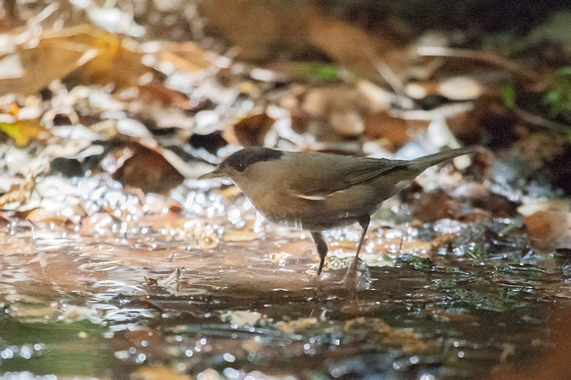 Tallarol de casquet (Sylvia atricapilla)