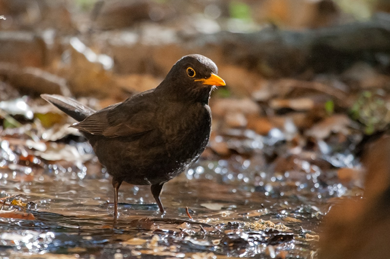 Merla (Turdus merula)