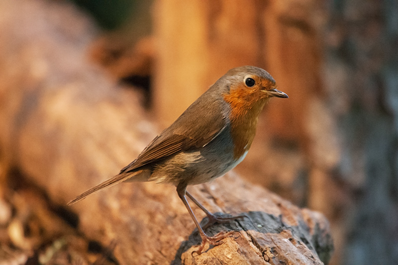 Pit roig (Erithacus rubecola)