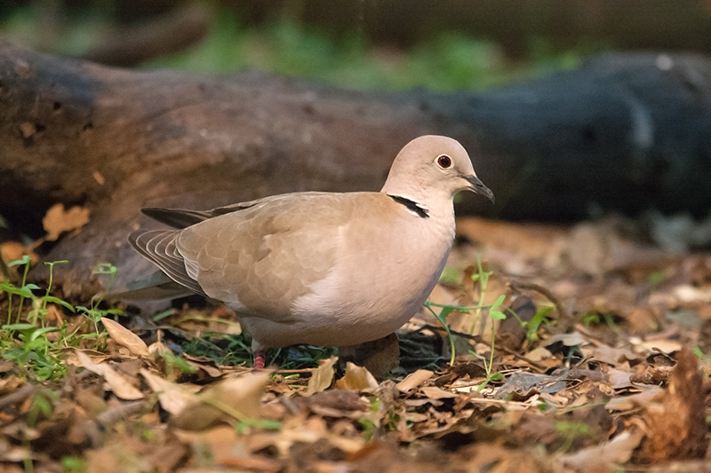 Tórtora turca (Streptopelia decaocto)