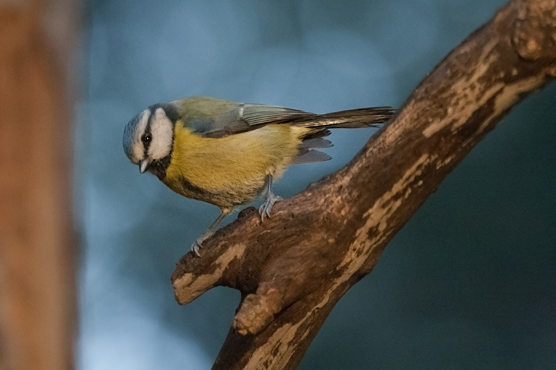 Mallerenga blava (Parus caeruleus)