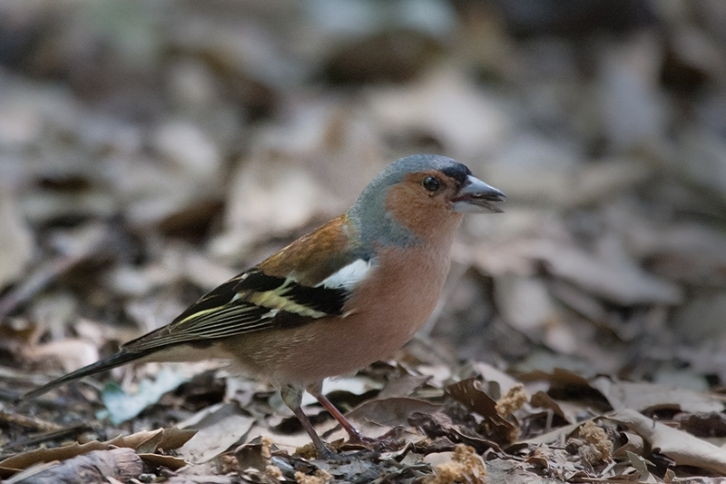 Pinsà comú (Fringilla coelebs)