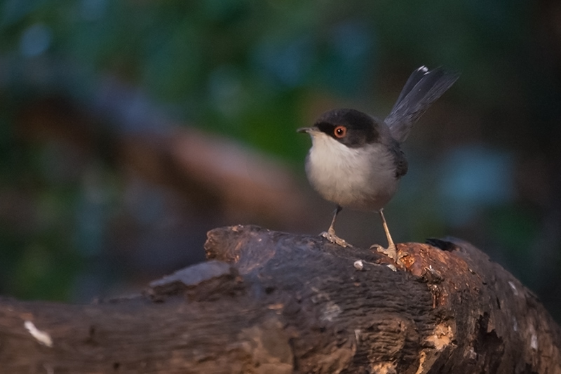 Tallarol capnegre (Sylvia melanocephala).Mascle