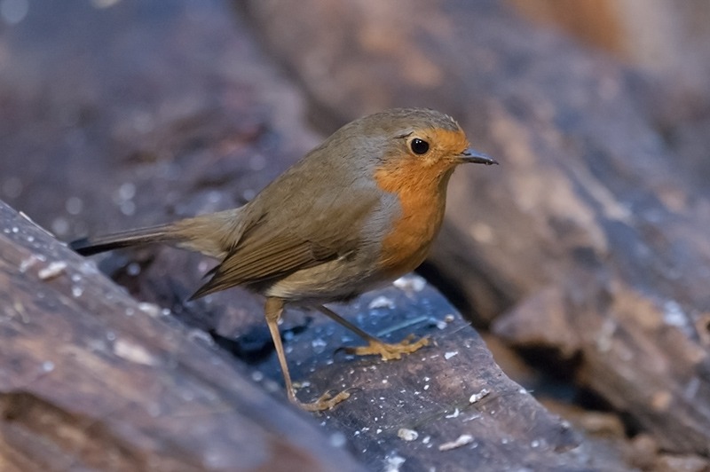 Pit roig (Erithacus rubecola)