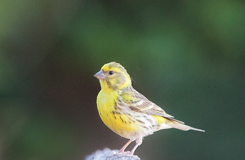 Gafarró (Serinus serinus)