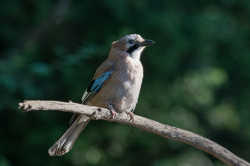 Gaig (Garrulus grandarius)