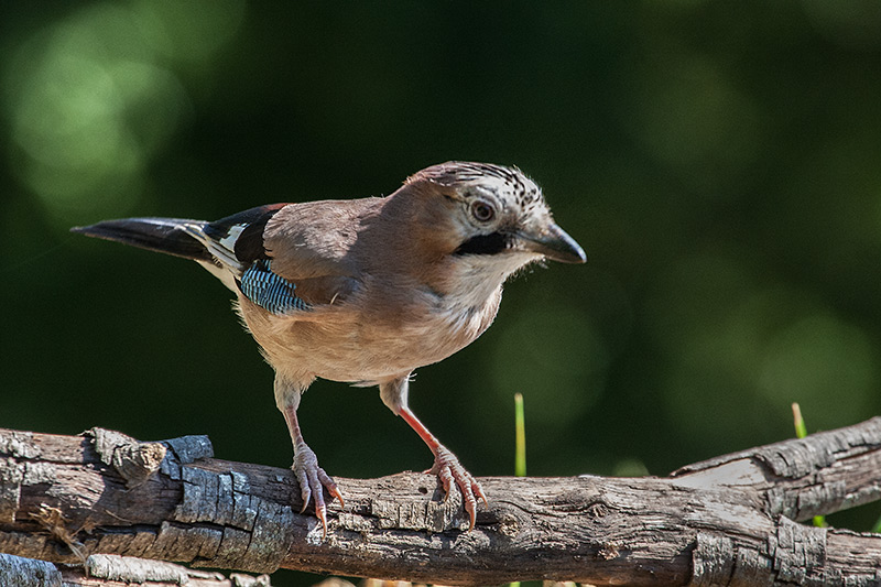 Gaig (Garrulus grandarius)