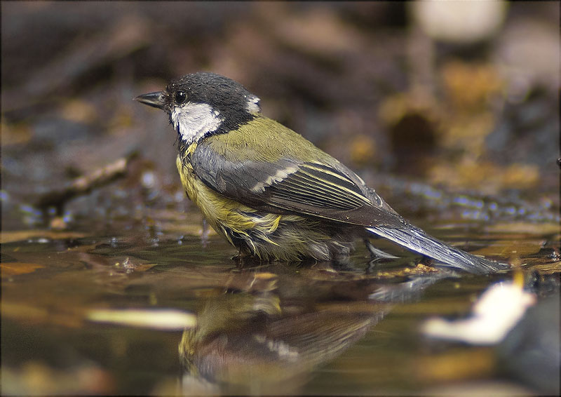 Mallerenga carbonera (Parus major)