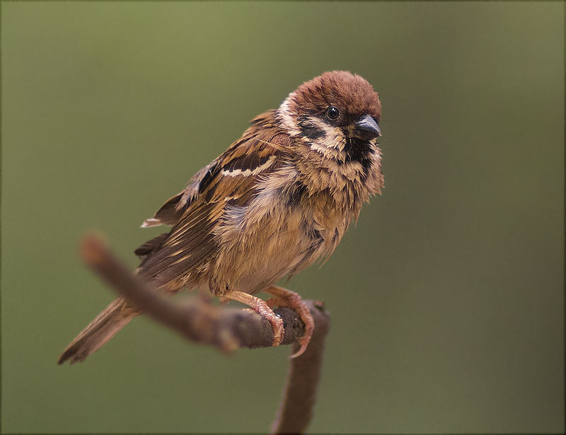 Pardal xarrec (Passer montanus)