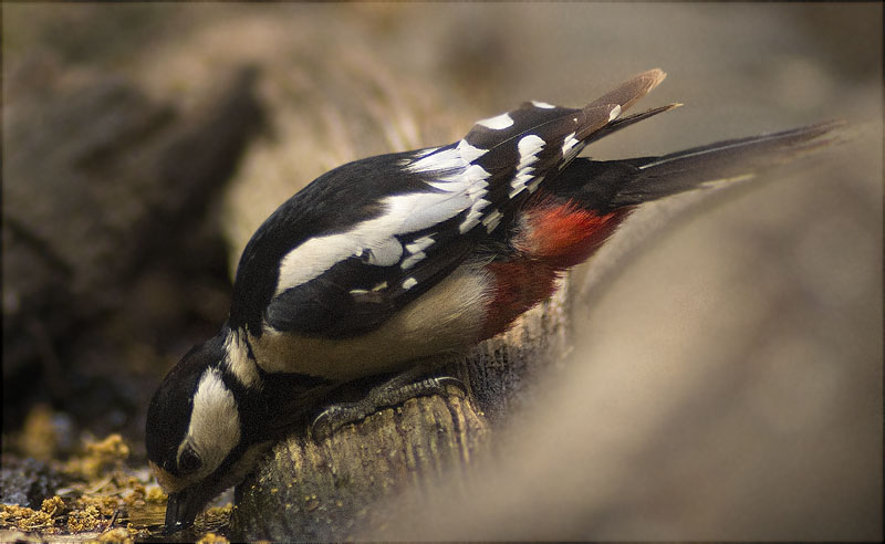 Femella de Picot garser gros (Dendrocopos major)