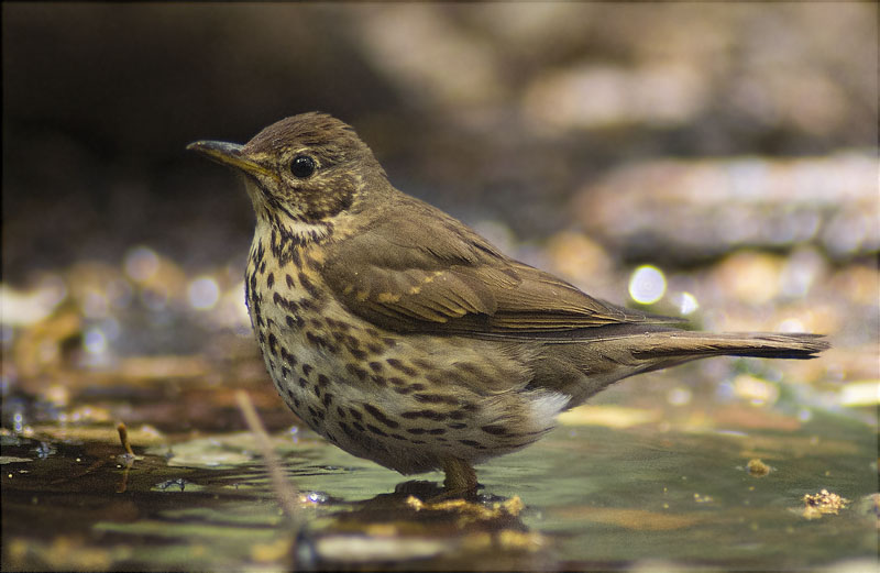 Tord comú (Turdus philomelos)