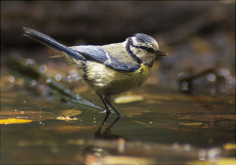 Mallerenga blava (Parus caeruleus)