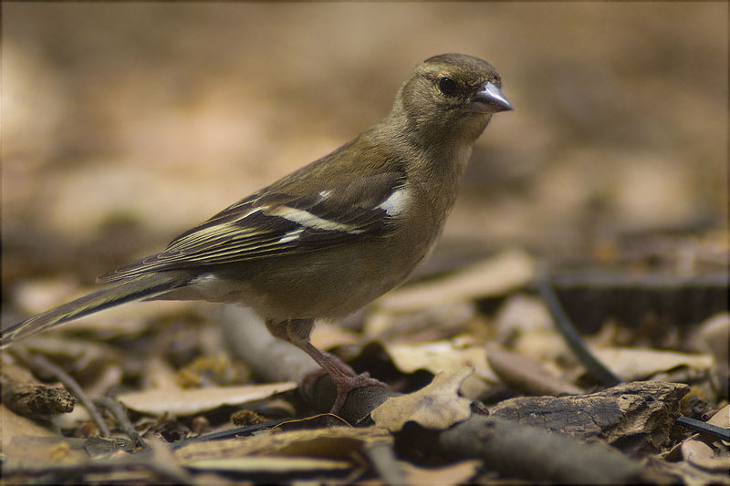 Femella de Pinsà comú (Fringilla coelebs)