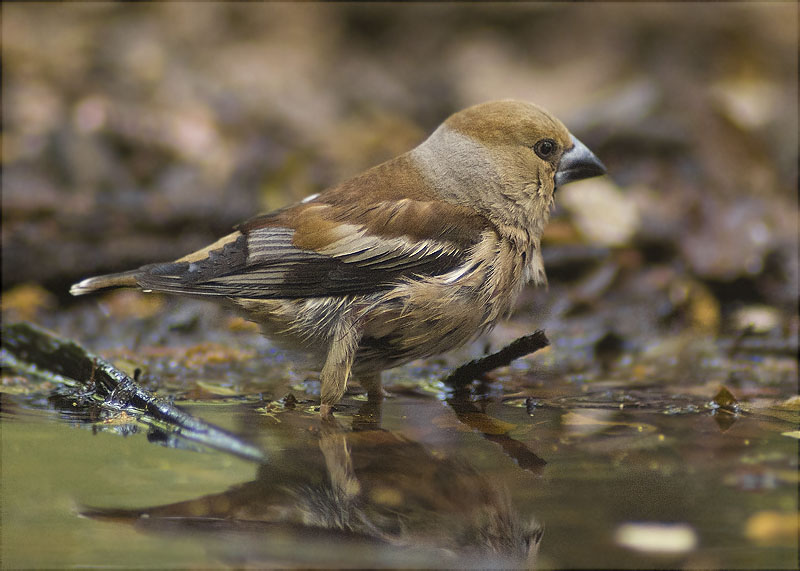 Jove de Durbec (Coccothraustes coccothraustes)