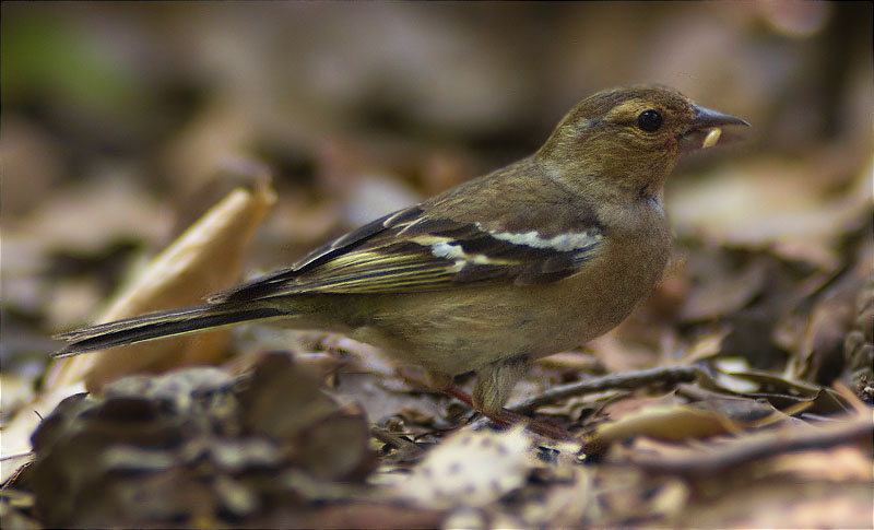 Femella de Pinsà comú (Fringilla coelebs)