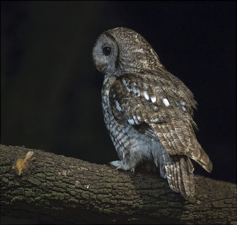 Gamarús (Strix aluco)