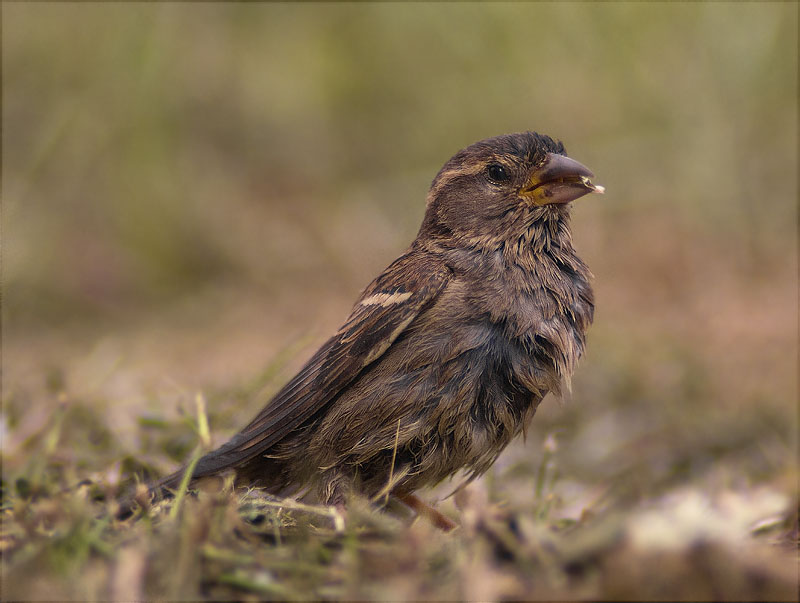 Femella de Pardal comú (Passer domesticus)