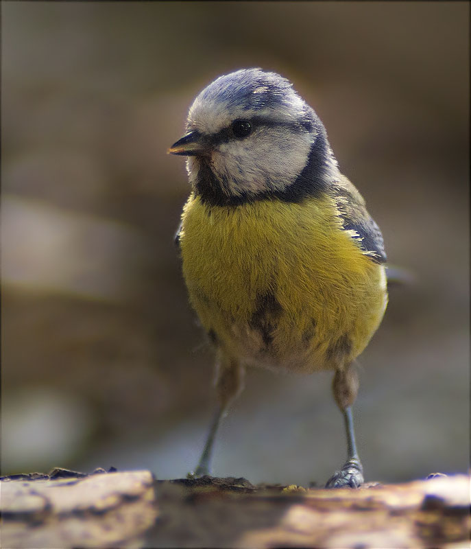 Mallerenga blava (Parus caeruleus)