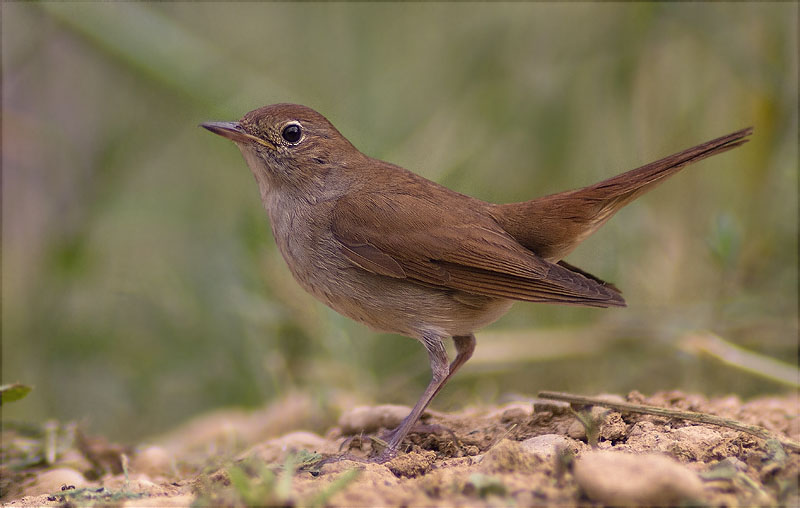 Rossinyol (Luscinia megarhynchos)