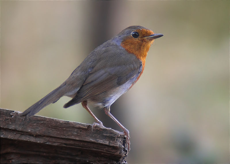 Pit roig (Erithacus rubecola)