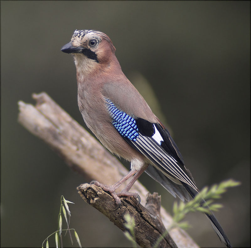 Gaig (Garrulus grandarius)