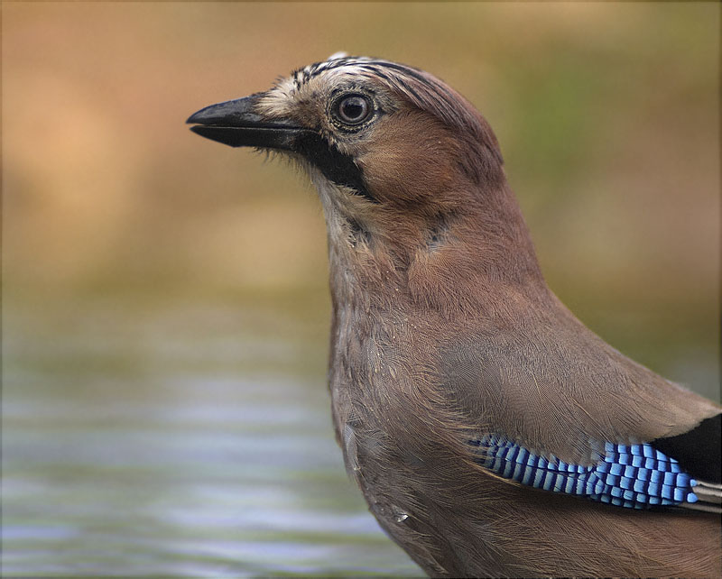 Gaig (Garrulus grandarius)