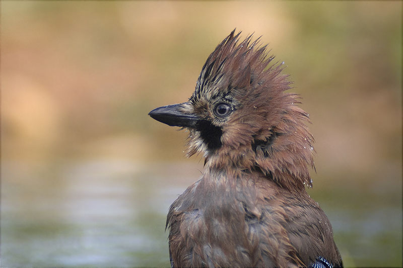 Gaig (Garrulus grandarius)