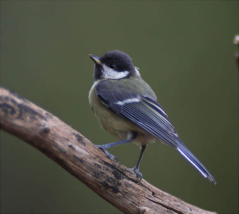 Jove de Mallerenga carbonera (Parus major)