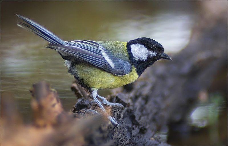 Mallerenga carbonera (Parus major)